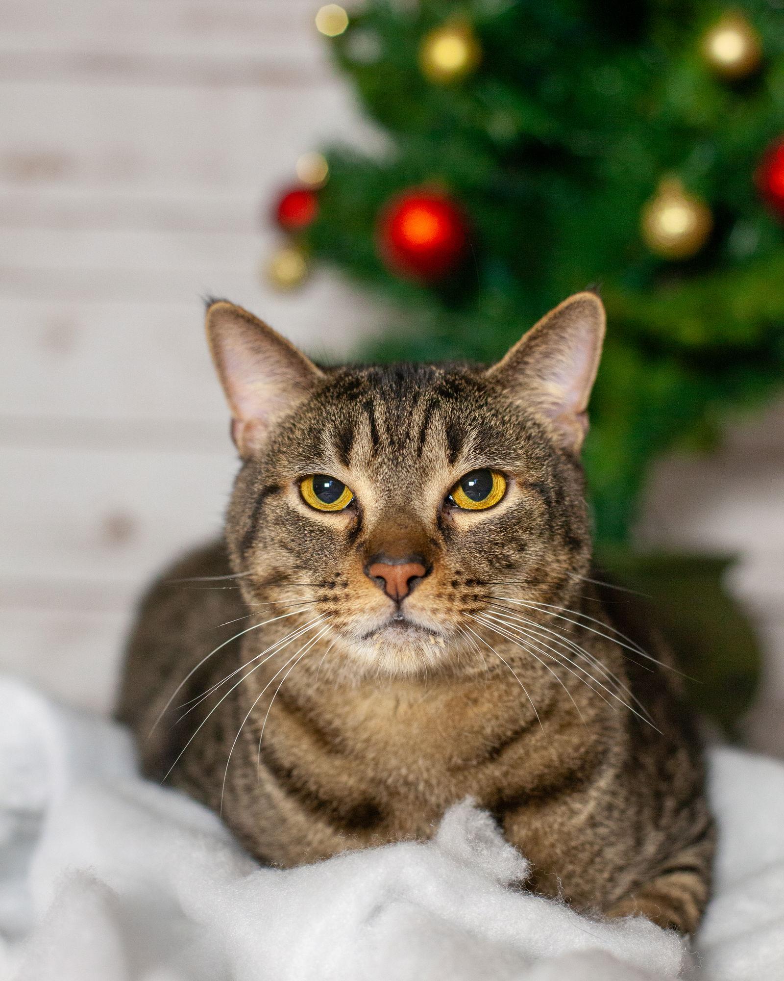 Stewie, a Adoptable Domestic Short Hair in Stewartsville, NJ image 1/3