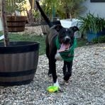 Koa, a ADOPTABLE mixed breed in Lodi, CA image 3/5