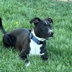 Koa, a ADOPTABLE mixed breed in Lodi, CA image 5/5