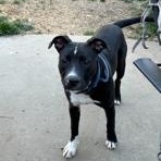 Koa, a ADOPTABLE mixed breed in Lodi, CA image 4/5
