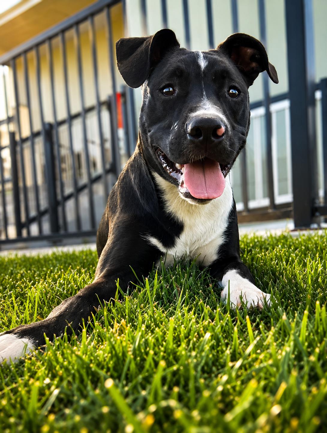 Koa, ADOPTABLE, Puppy Male Pit Bull Terrier & American Staffordshire Terrier.