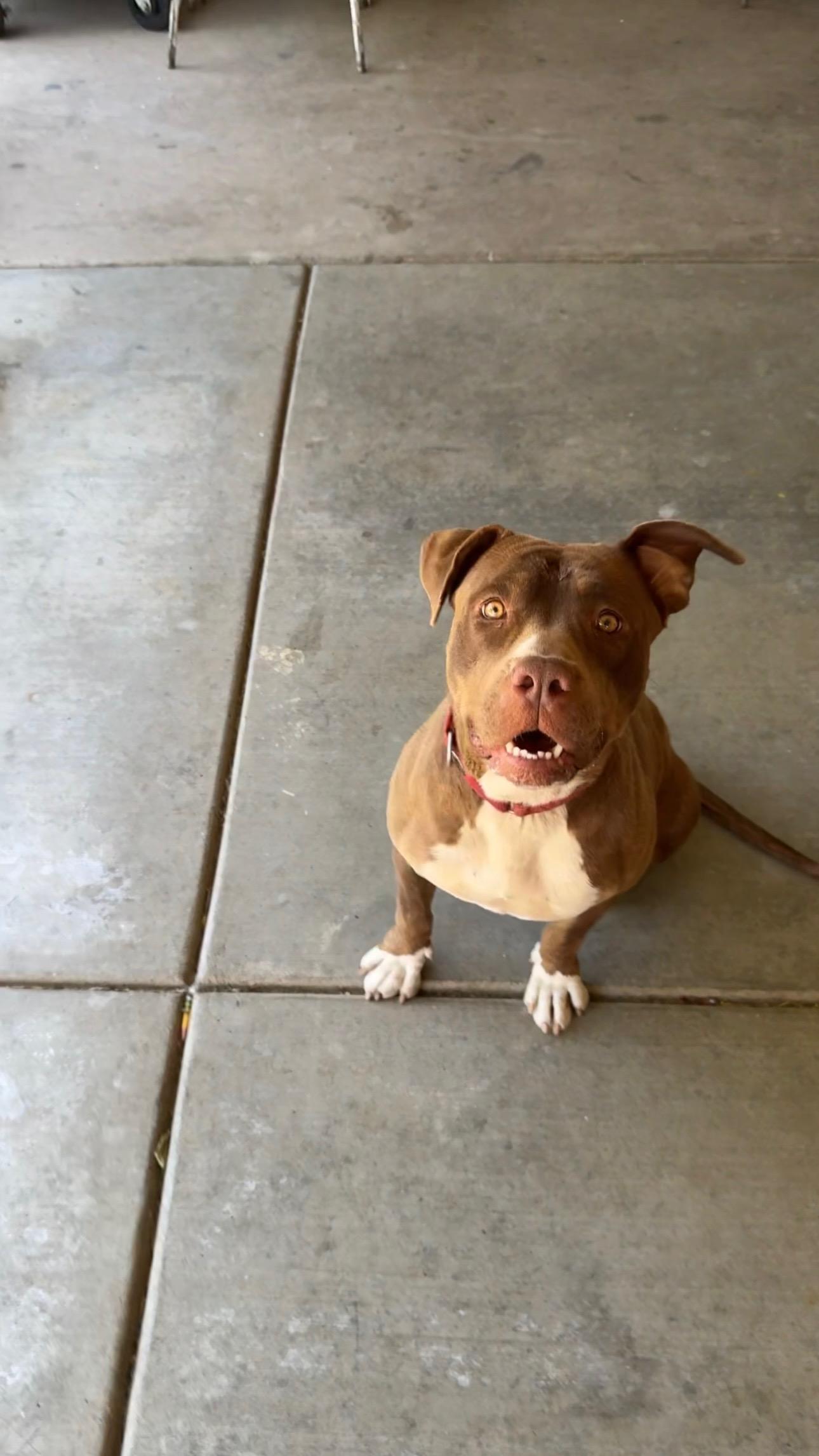 Enlarge Nova, a Adoptable mixed breed in Huntington Beach, CA image 6/6