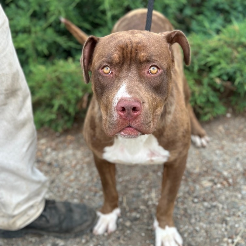 Enlarge Nova, a Adoptable mixed breed in Huntington Beach, CA image 2/6