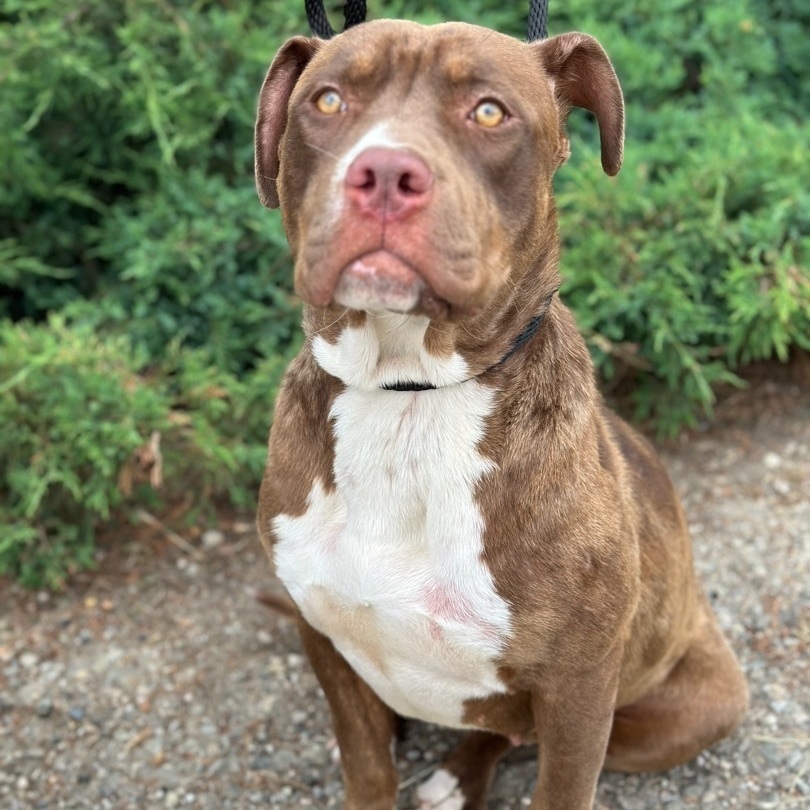 Enlarge Nova, a Adoptable mixed breed in Huntington Beach, CA image 1/6