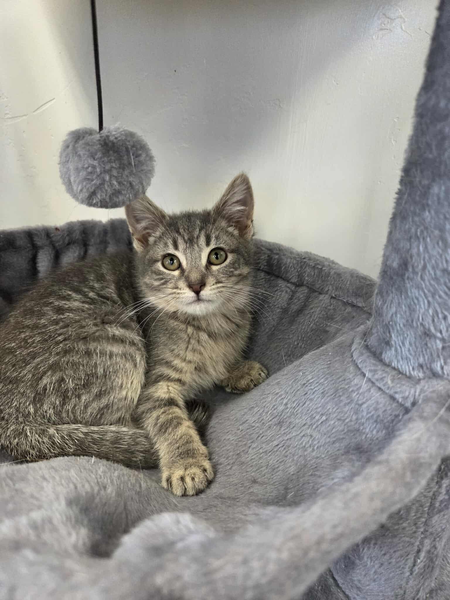 River, ADOPTABLE, Young Female Domestic Short Hair.