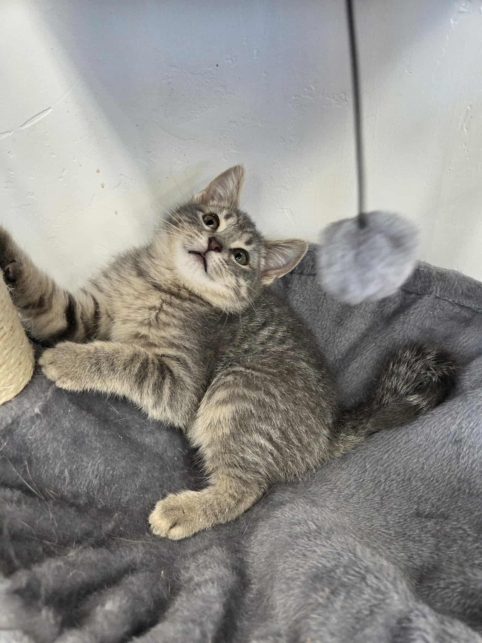 River, a ADOPTABLE Domestic Short Hair in Roosevelt, UT image 4/4