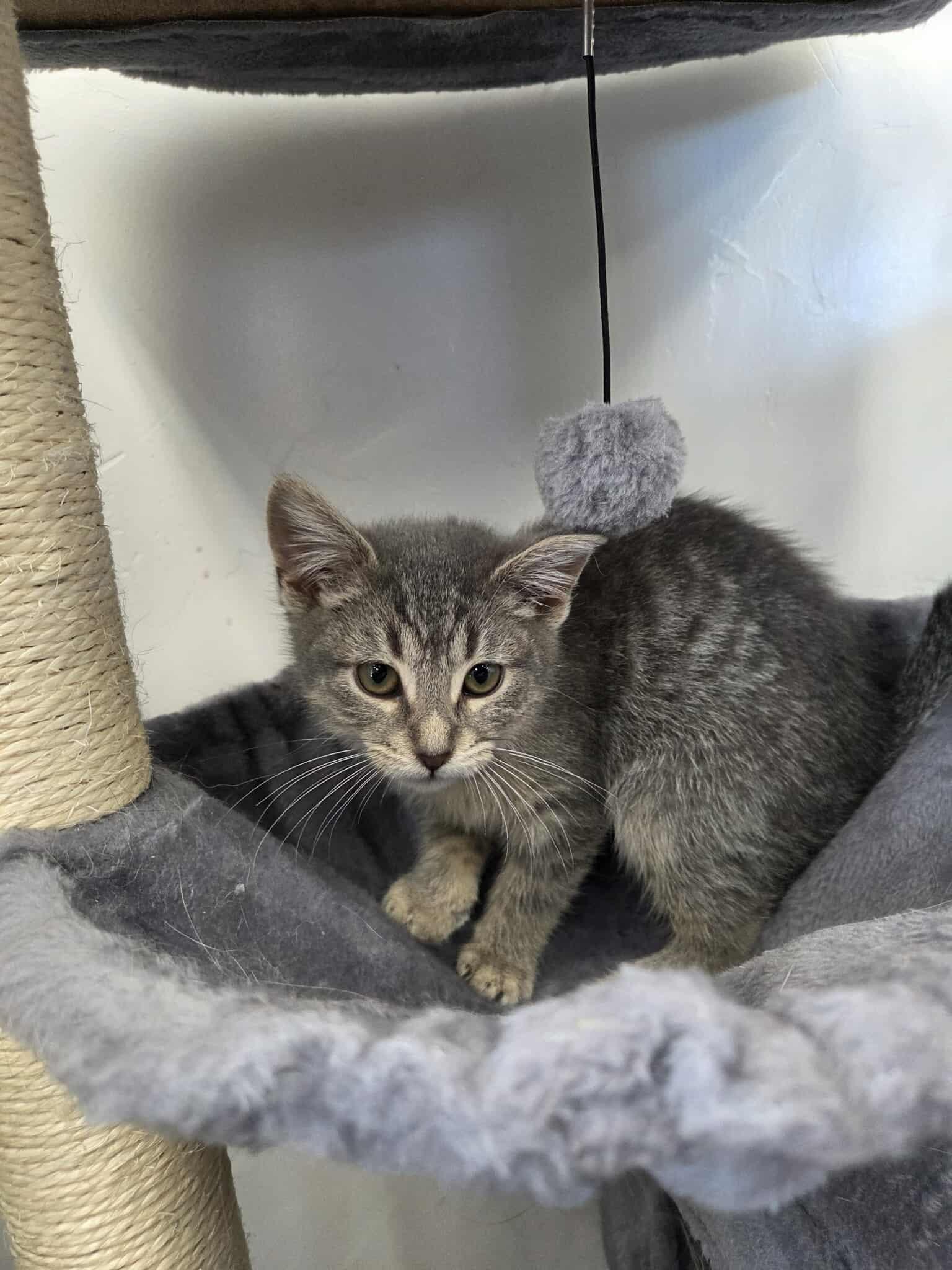 River, a ADOPTABLE Domestic Short Hair in Roosevelt, UT image 3/4