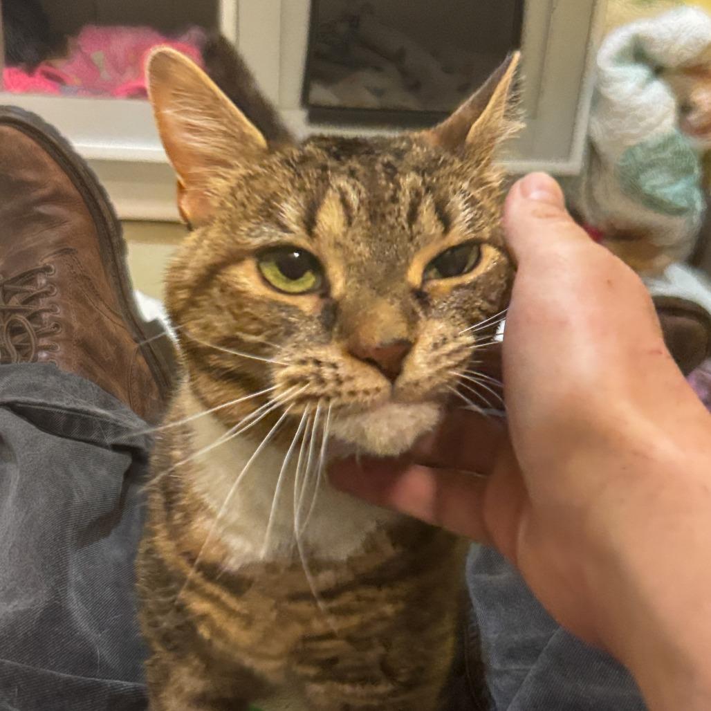 Enlarge Peru, a Adoptable Domestic Short Hair in Baltimore, MD image 1/5
