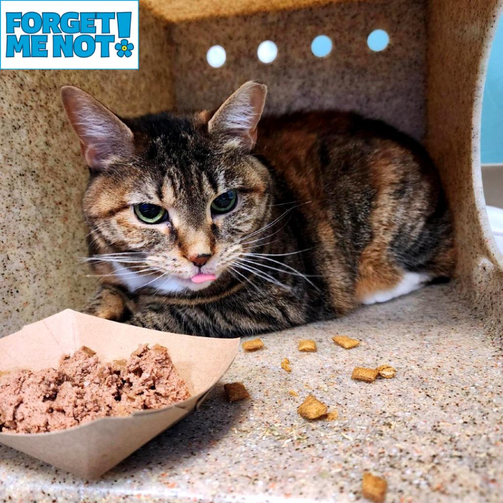 Enlarge Peru, a Adoptable Domestic Short Hair in Baltimore, MD image 2/5