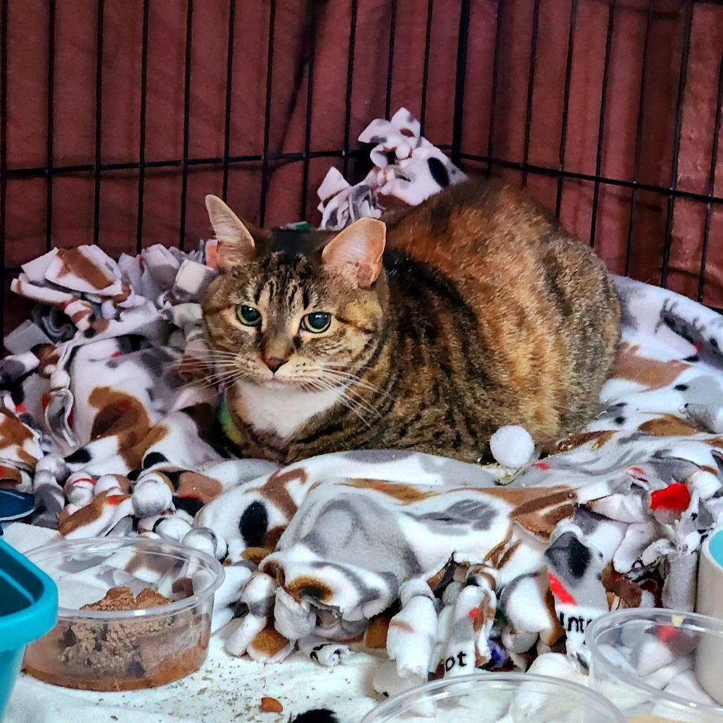 Enlarge Peru, a Adoptable Domestic Short Hair in Baltimore, MD image 3/5