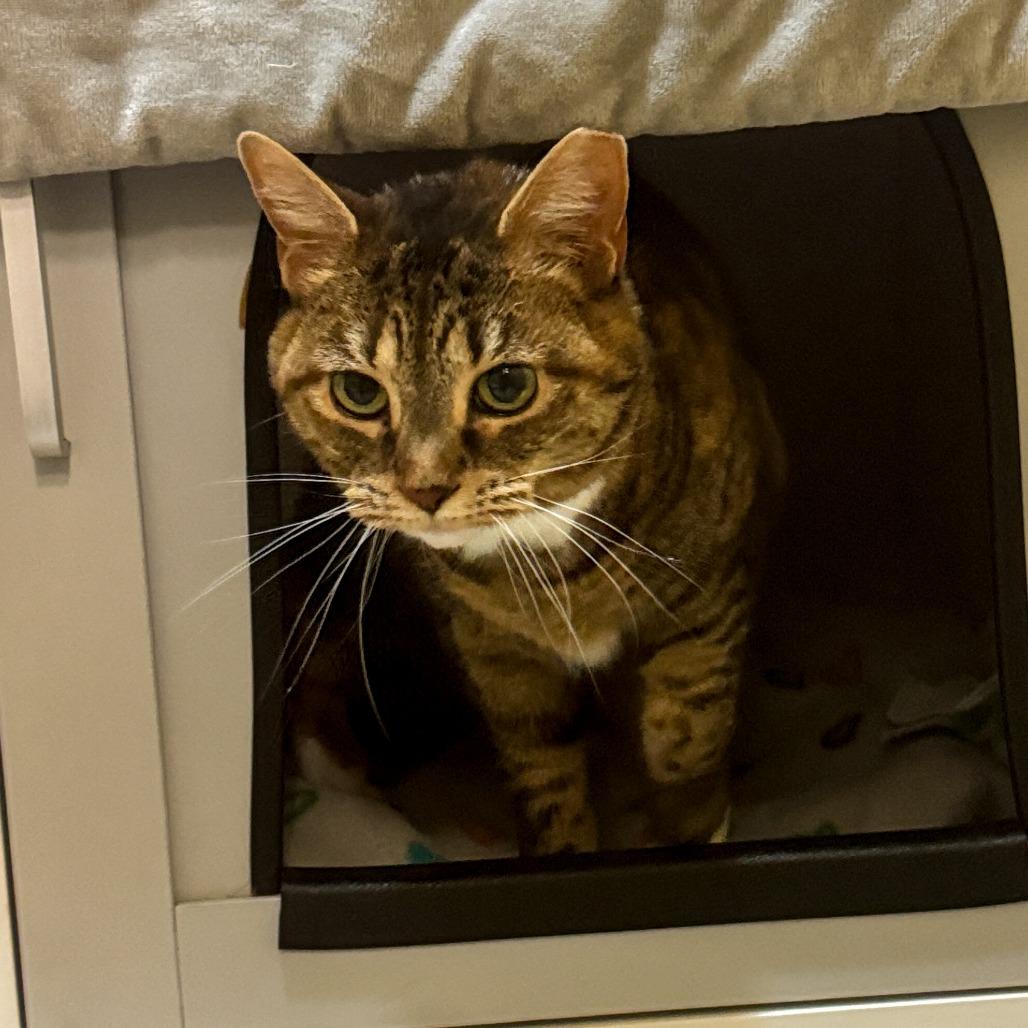 Enlarge Peru, a Adoptable Domestic Short Hair in Baltimore, MD image 4/5