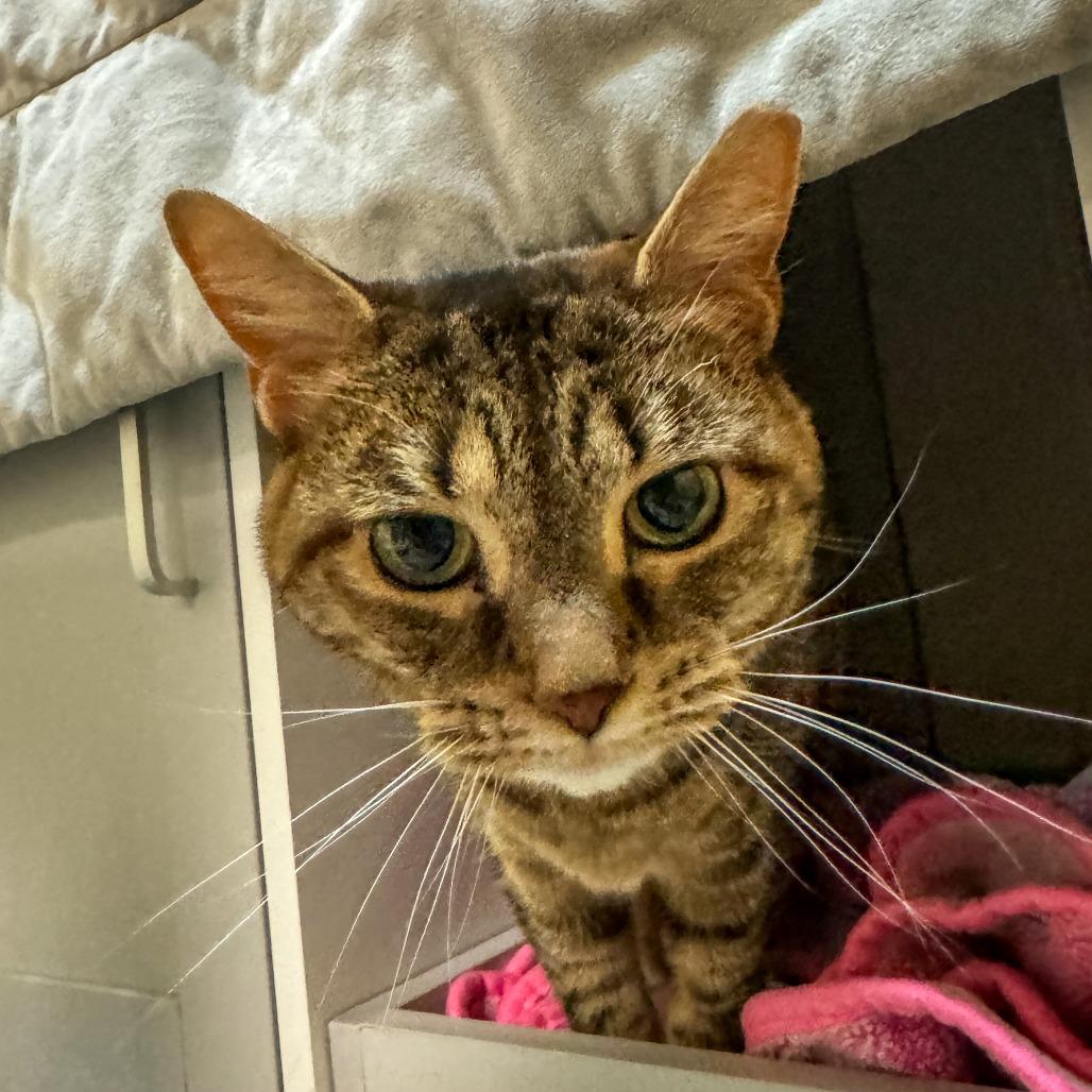 Enlarge Peru, a Adoptable Domestic Short Hair in Baltimore, MD image 5/5