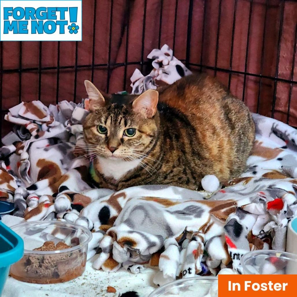 Peru, a Adoptable Domestic Short Hair in Baltimore, MD image 5/5