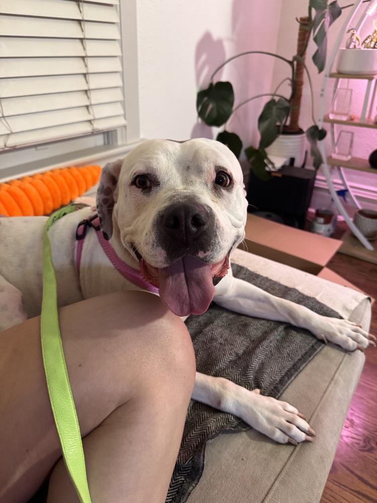 Mayflower, a Adoptable mixed breed in Denver, CO image 1/6