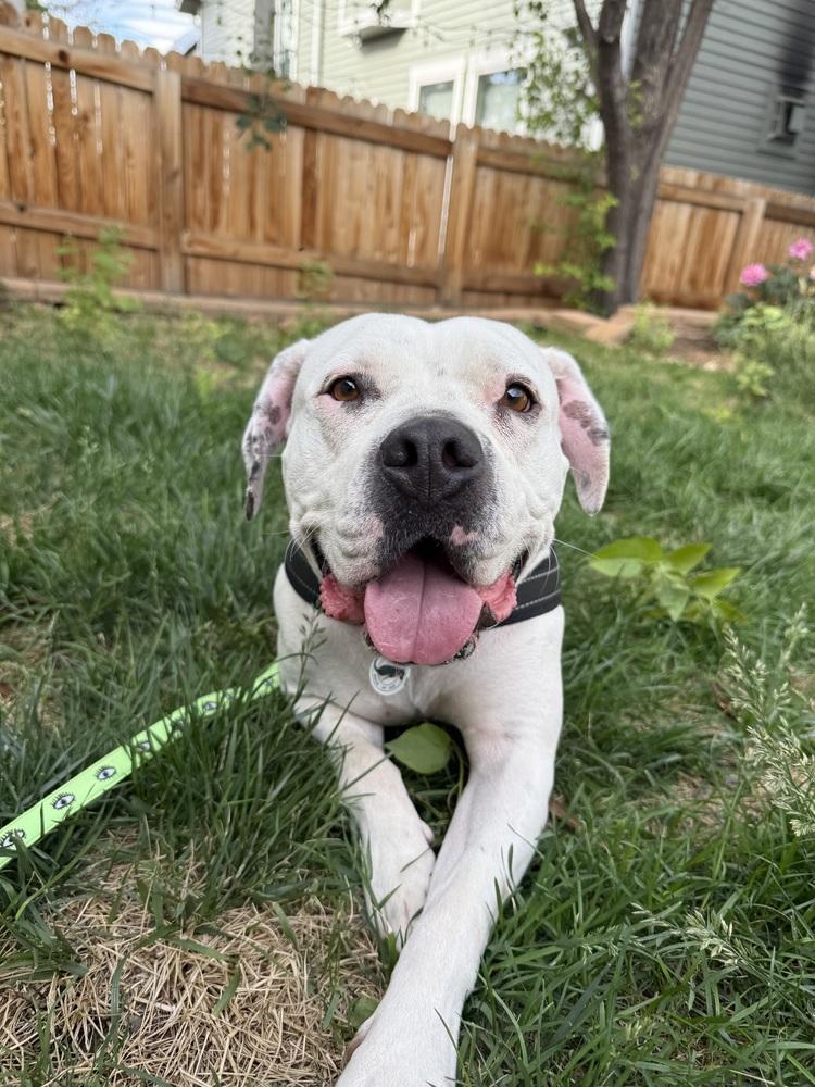 Mayflower, a Adoptable mixed breed in Denver, CO image 2/6