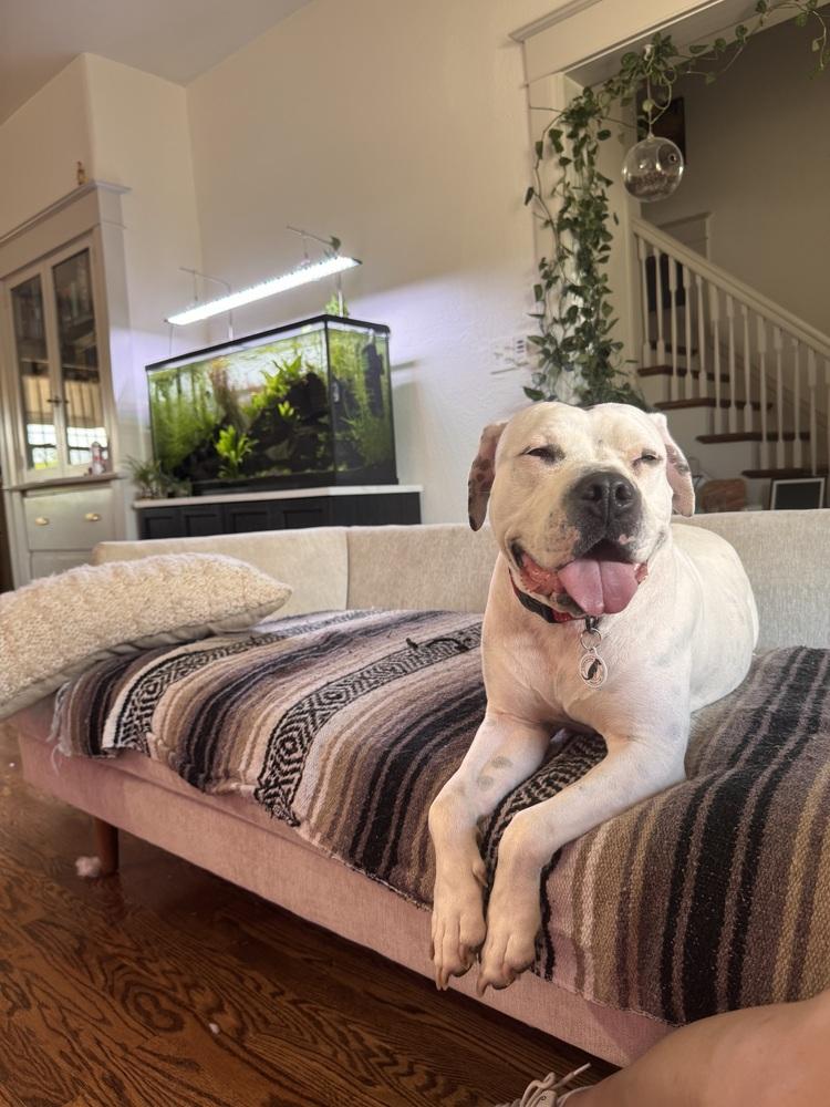 Mayflower, a Adoptable mixed breed in Denver, CO image 3/6