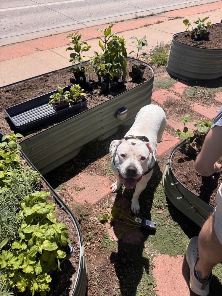 Mayflower, a Adoptable mixed breed in Denver, CO image 4/6