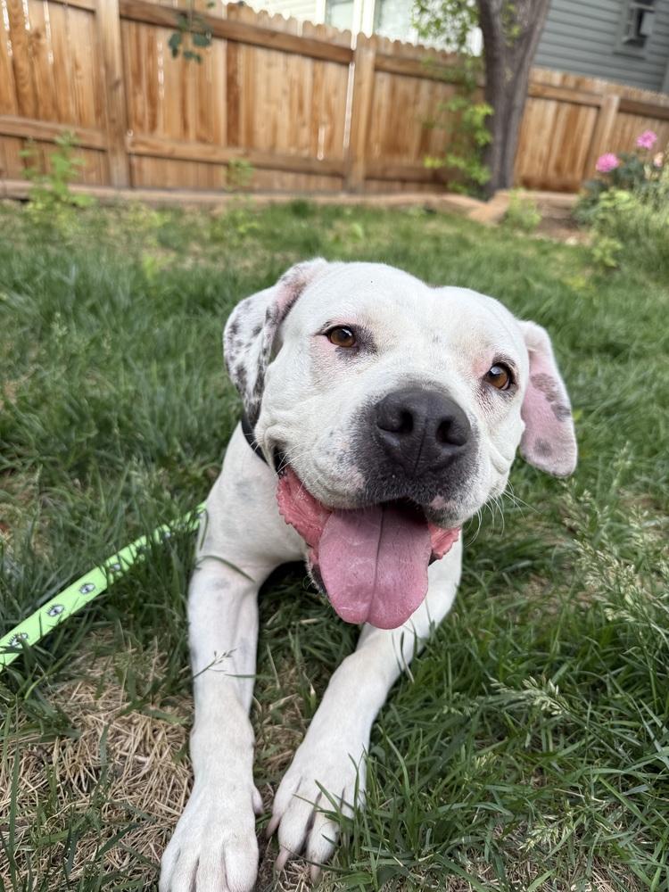 Mayflower, a Adoptable mixed breed in Denver, CO image 6/6