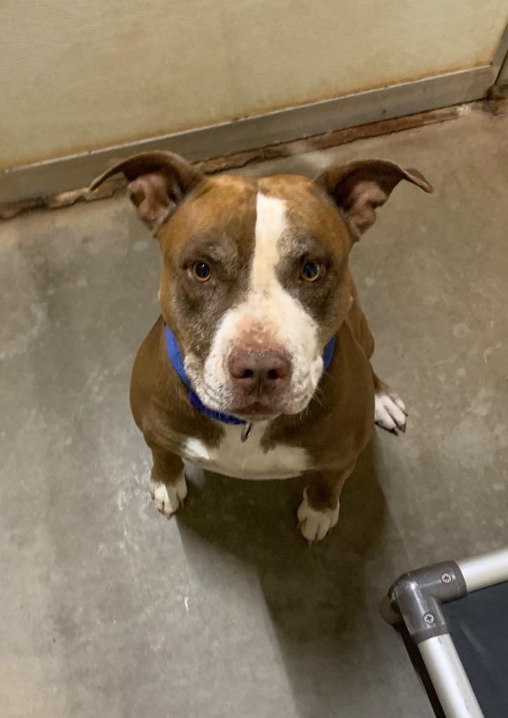 BB’s, Adoptable, Adult Male Pit Bull Terrier.