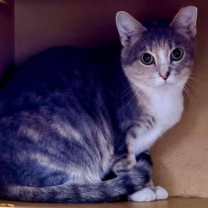 Cloris, Adoptable, Adult Female Domestic Short Hair.