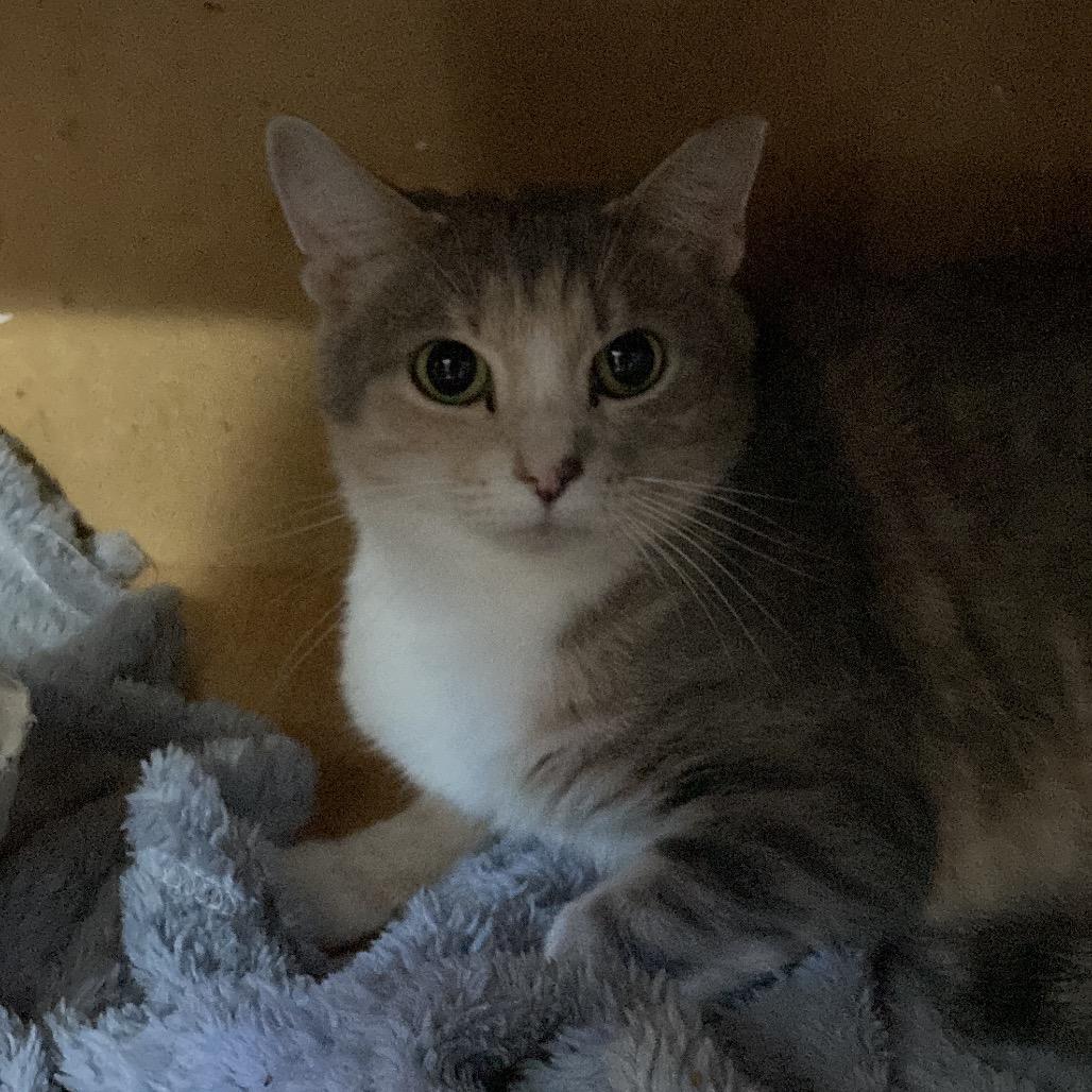 Enlarge Cloris, a Adoptable Domestic Short Hair in Marion, IL image 3/4