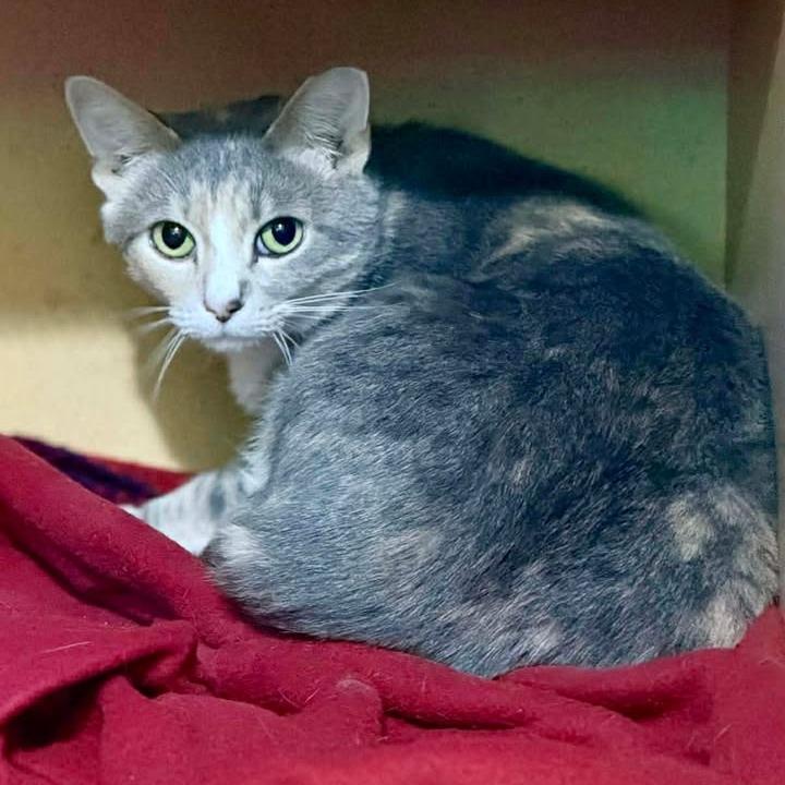 Enlarge Cloris, a Adoptable Domestic Short Hair in Marion, IL image 4/4