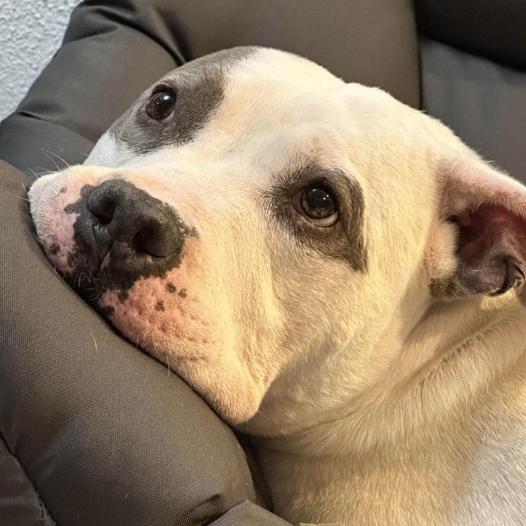 Enlarge Gracie Lou, a Adoptable mixed breed in Hagerstown, MD image 1/6