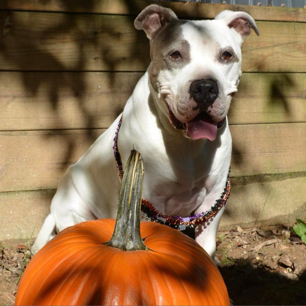 Enlarge Gracie Lou, a Adoptable mixed breed in Hagerstown, MD image 3/6