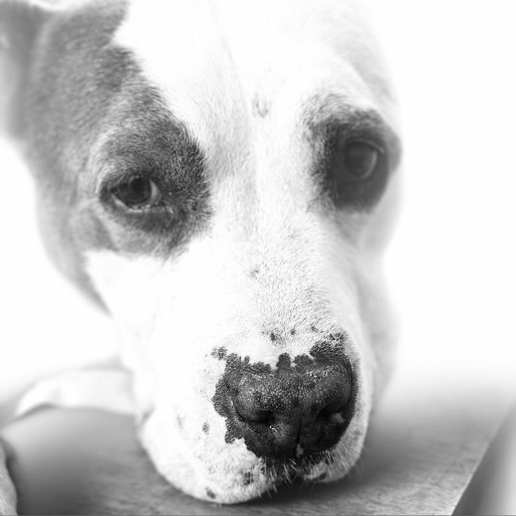 Enlarge Gracie Lou, a Adoptable mixed breed in Hagerstown, MD image 5/6