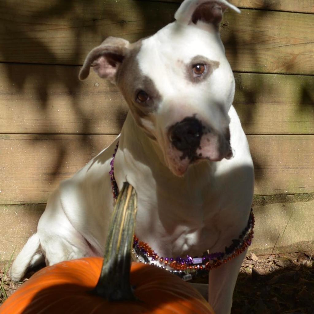 Enlarge Gracie Lou, a Adoptable mixed breed in Hagerstown, MD image 6/6