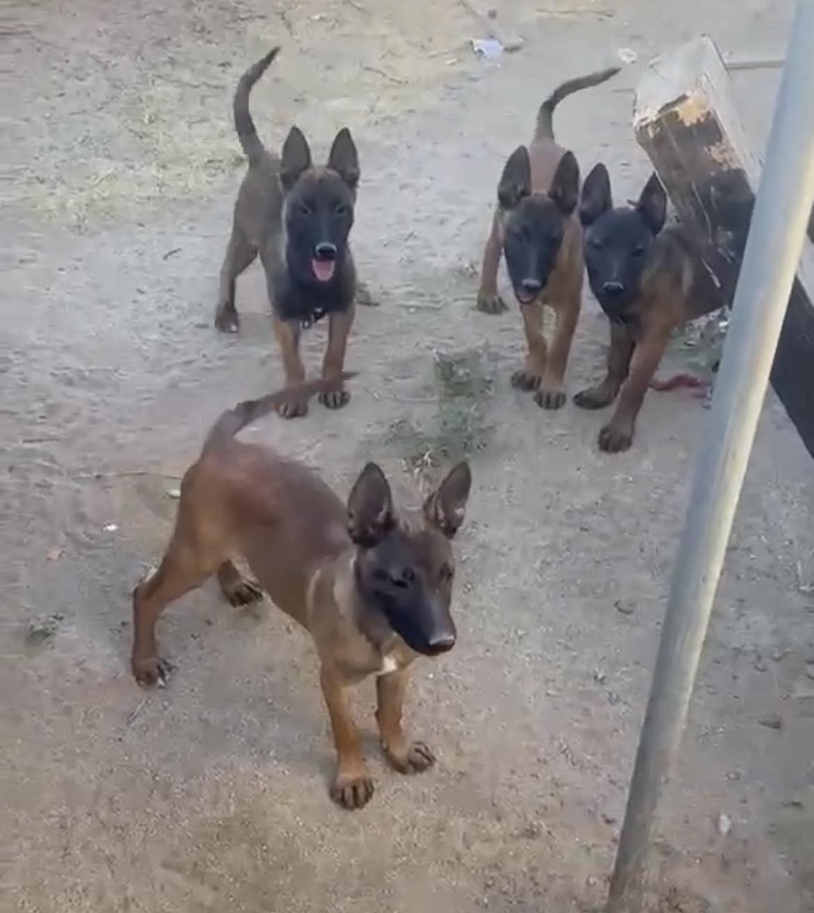 Enlarge Malinois females Contact Sylva, an adopted Belgian Shepherd / Malinois in Sherman Oaks, CA image 1/2