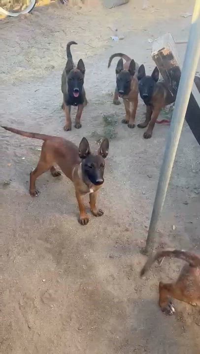 Enlarge Malinois females Contact Sylva, an adopted Belgian Shepherd / Malinois in Sherman Oaks, CA video 2/2
