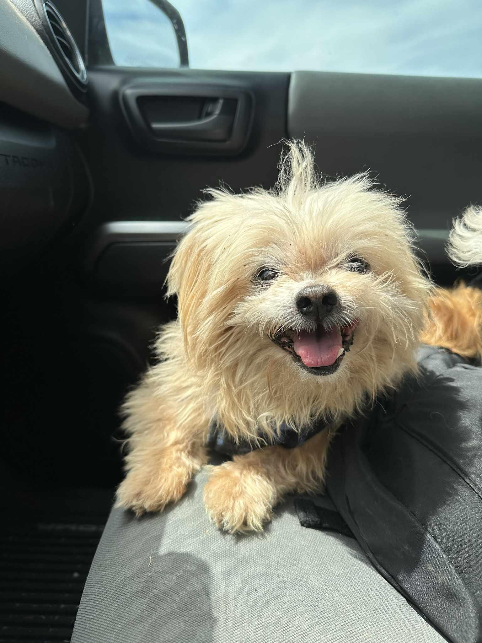 SYLVESTER (TX), Adoptable, Senior Male Shih Tzu.