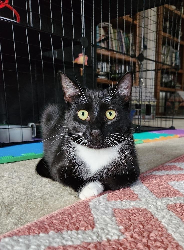 Enlarge Q-Tee, a Adoptable Domestic Short Hair in Virginia Beach, VA image 1/4