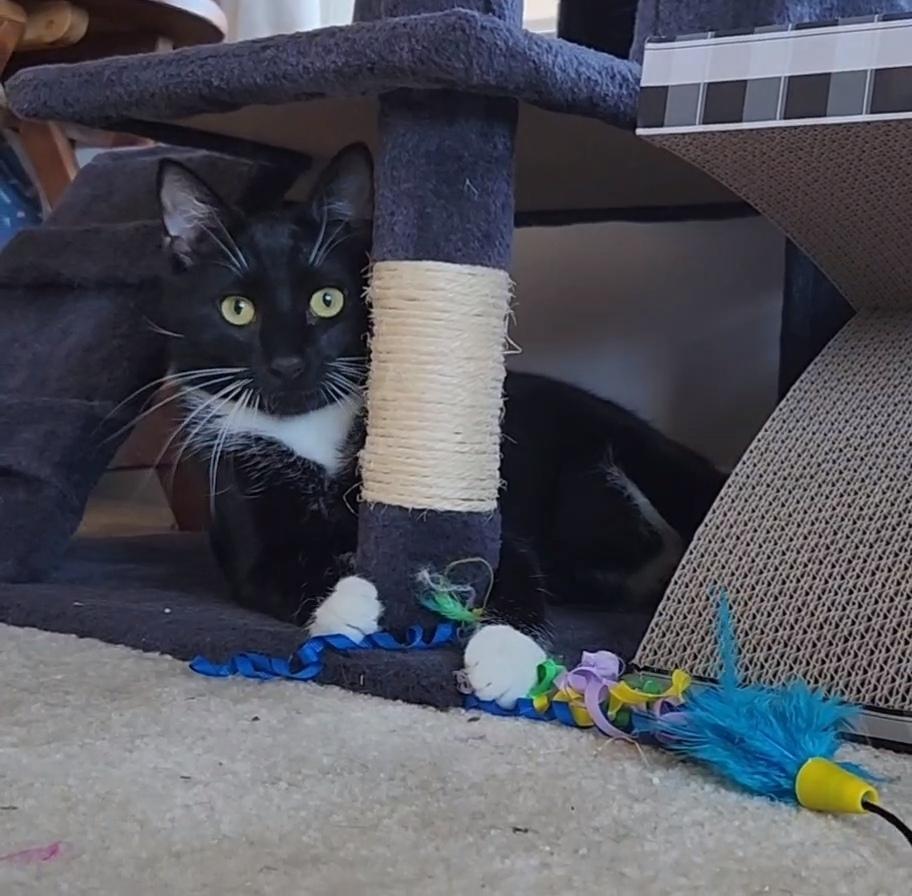 Enlarge Q-Tee, a Adoptable Domestic Short Hair in Virginia Beach, VA image 3/4