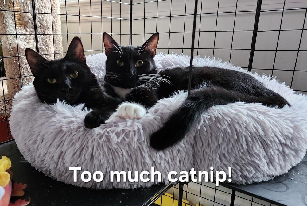 Enlarge Q-Tee, a Adoptable Domestic Short Hair in Virginia Beach, VA image 6/6