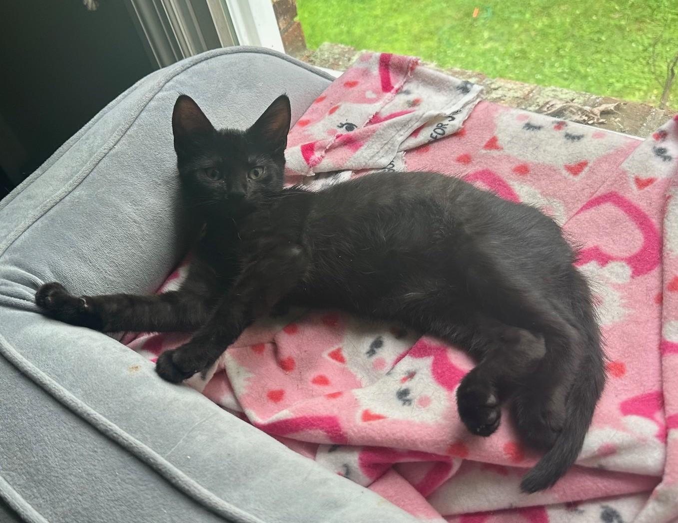 Enlarge Magic (bonded w/ sister Minnie ), a Adoptable Domestic Short Hair in Hawthorne, NJ image 2/4