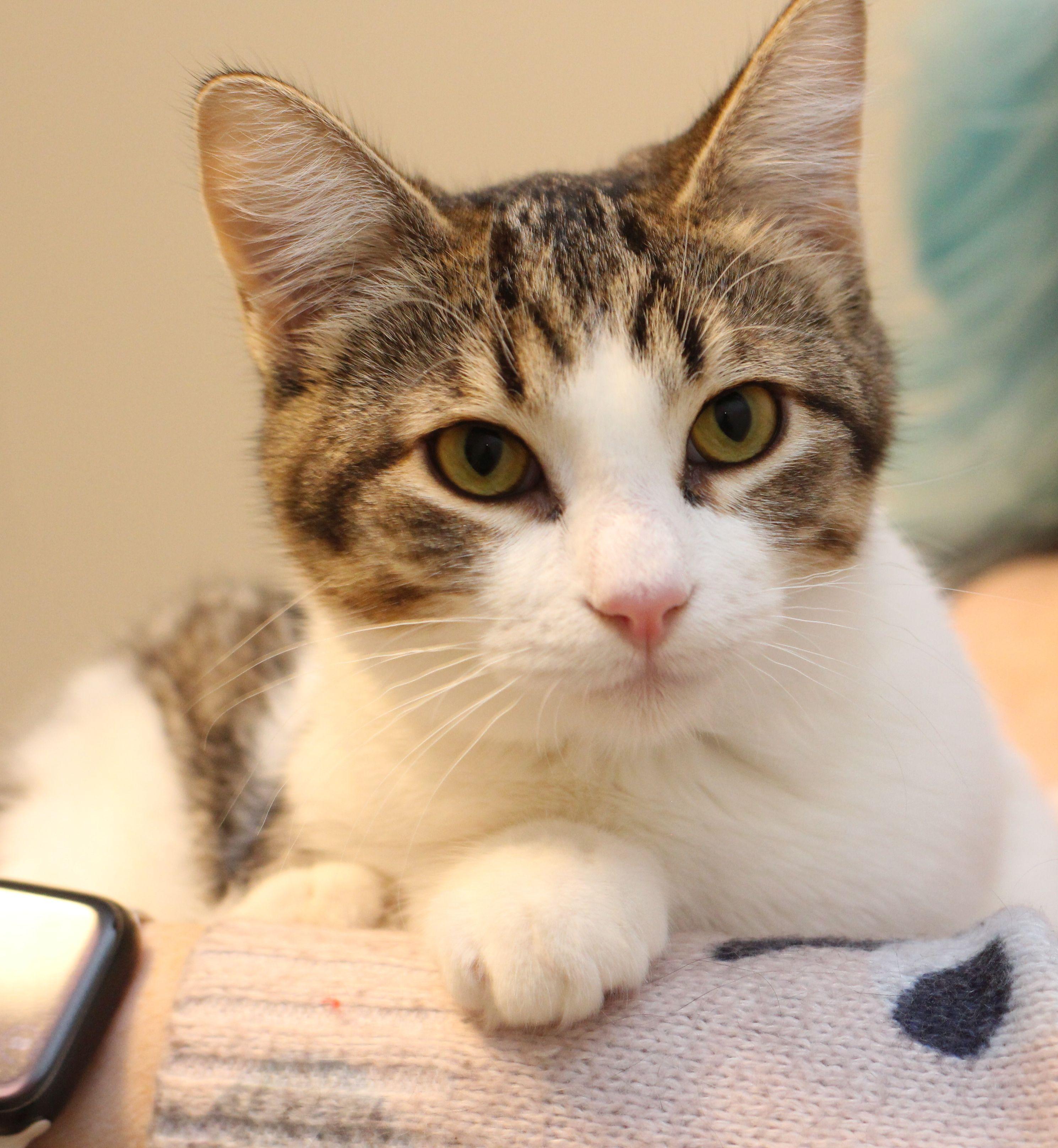 Enlarge Felix, a Adoptable mixed breed in Lethbridge, AB image 1/3