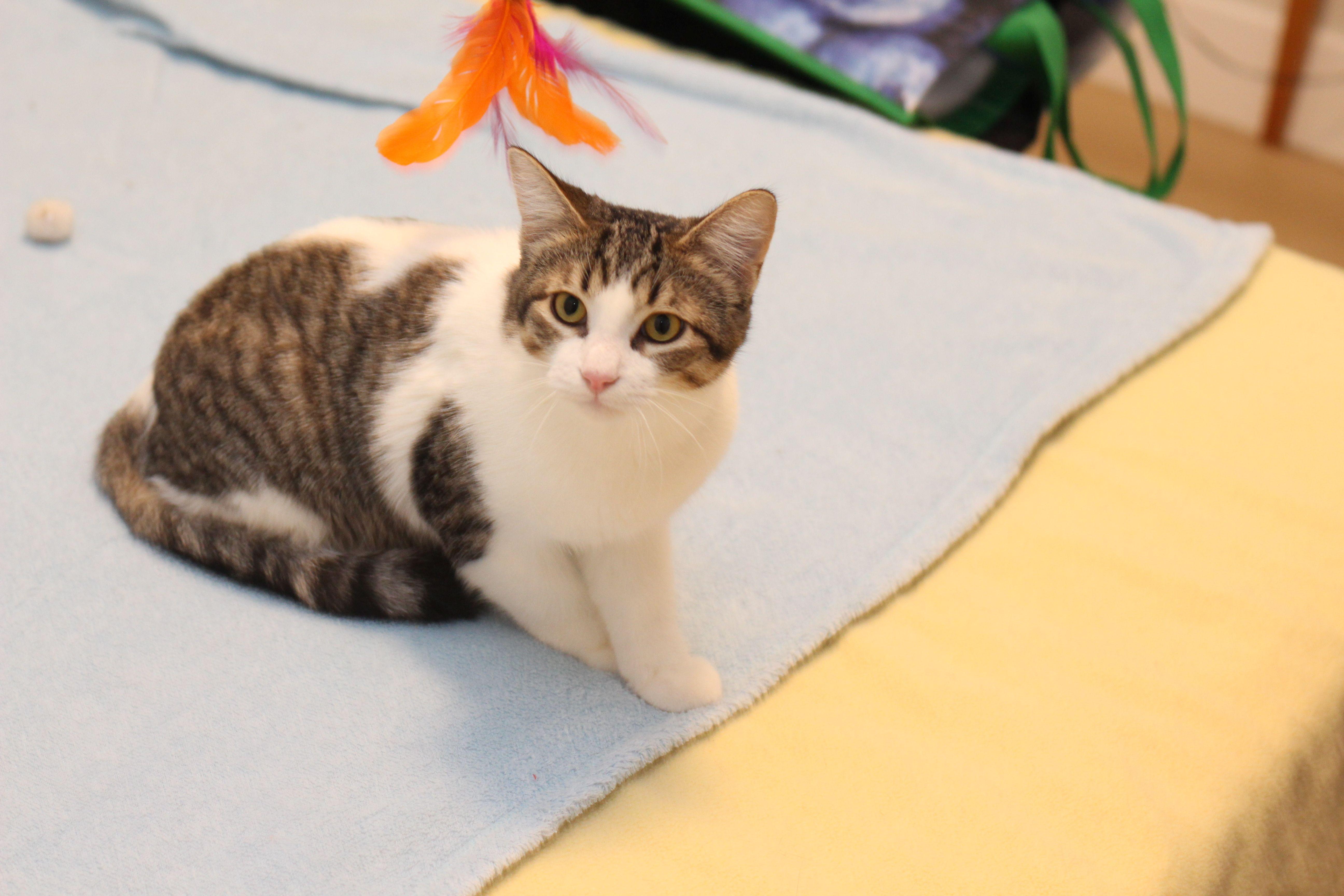 Enlarge Felix, a Adoptable mixed breed in Lethbridge, AB image 2/3