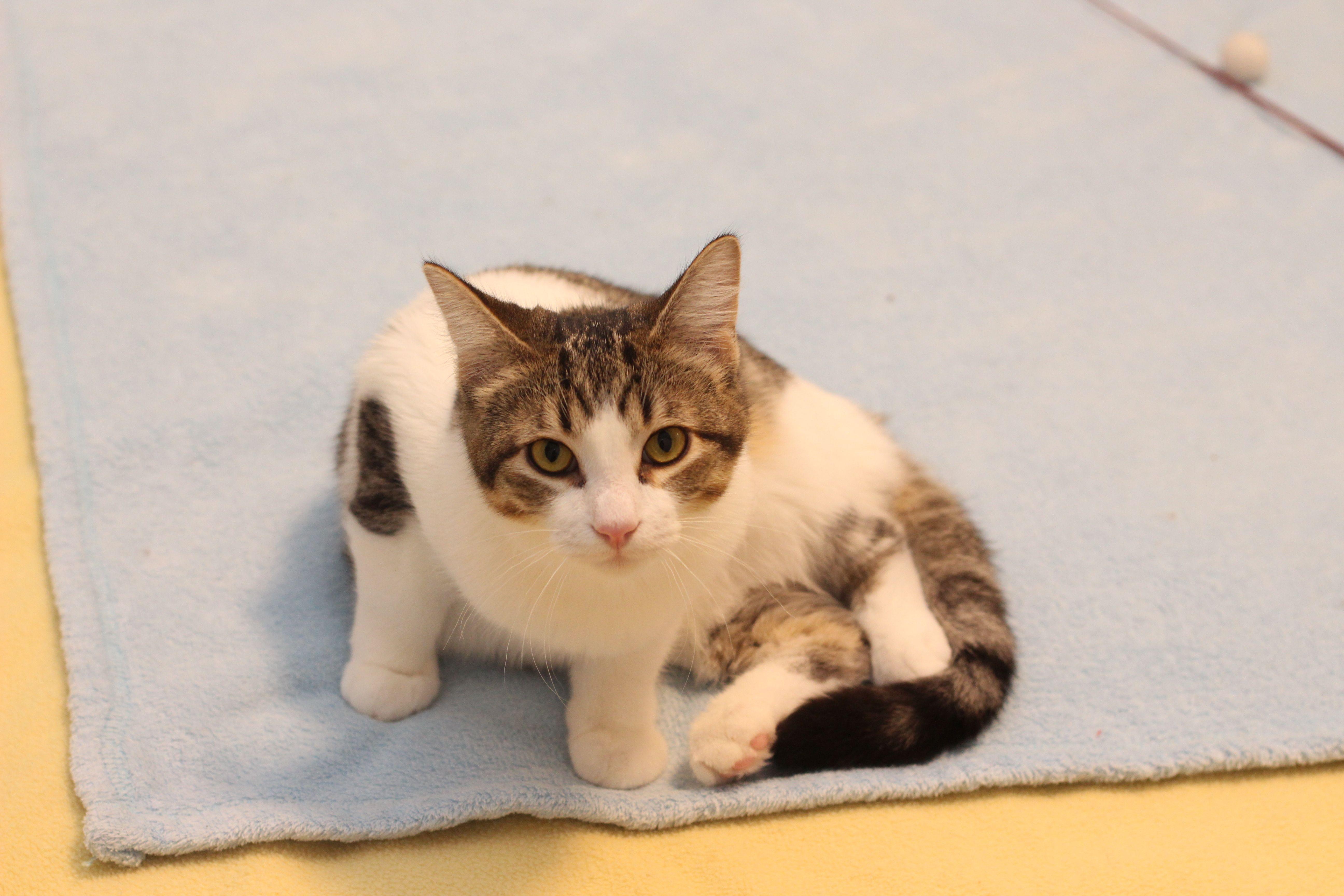 Enlarge Felix, a Adoptable mixed breed in Lethbridge, AB image 3/3