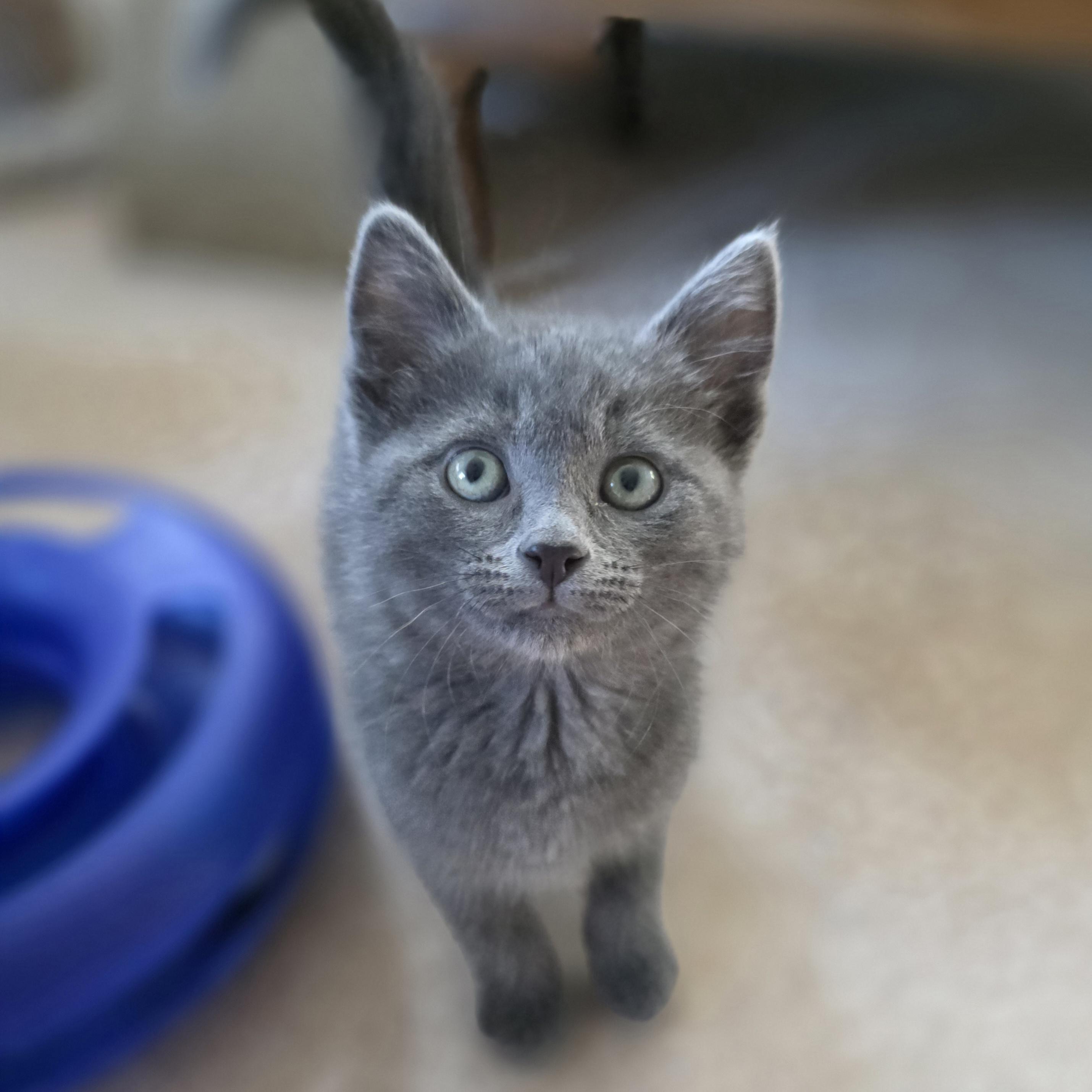 Daisy, a Adoptable mixed breed in Kamloops, BC image 1/6