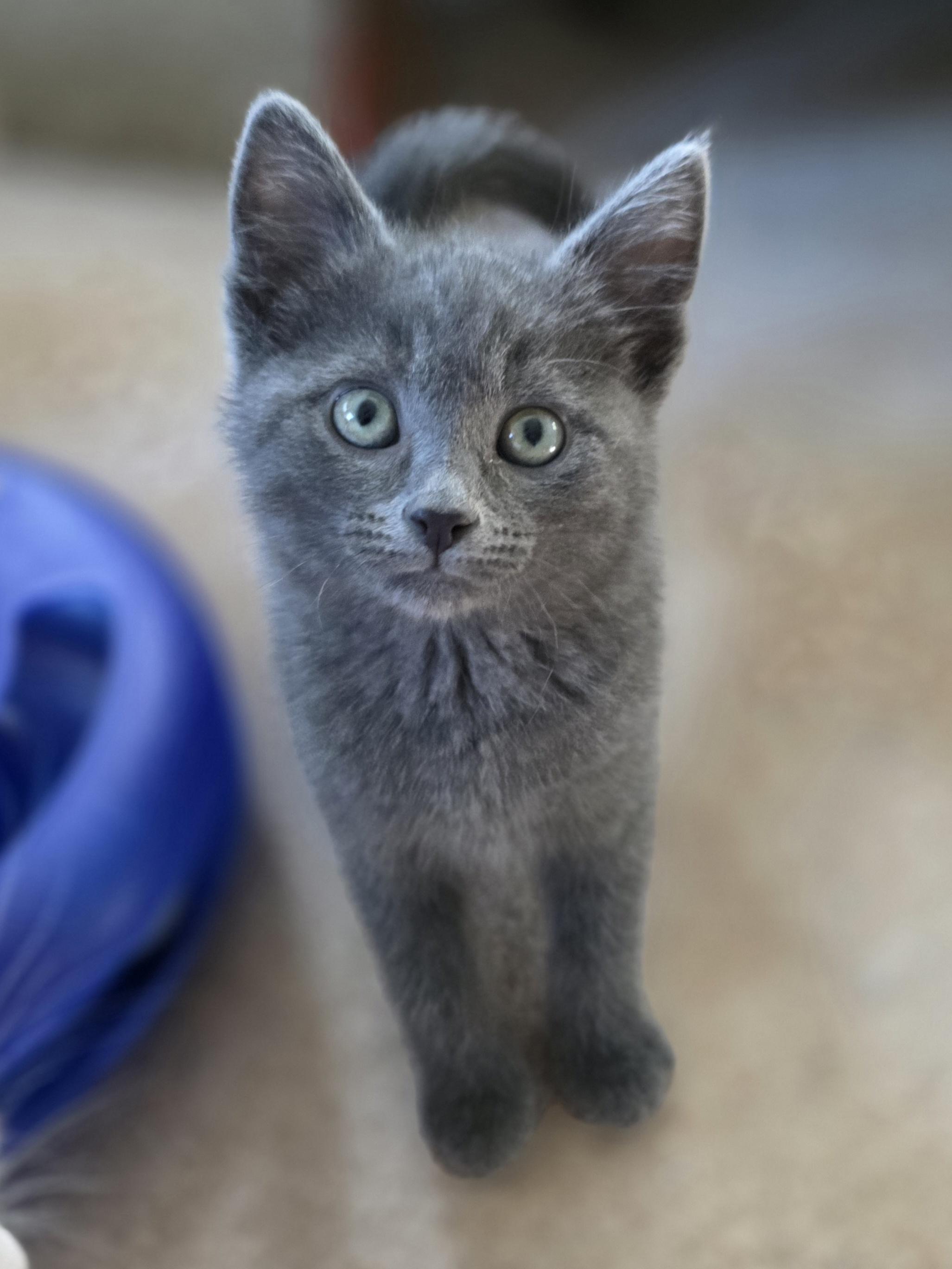 Daisy, a Adoptable mixed breed in Kamloops, BC image 3/6