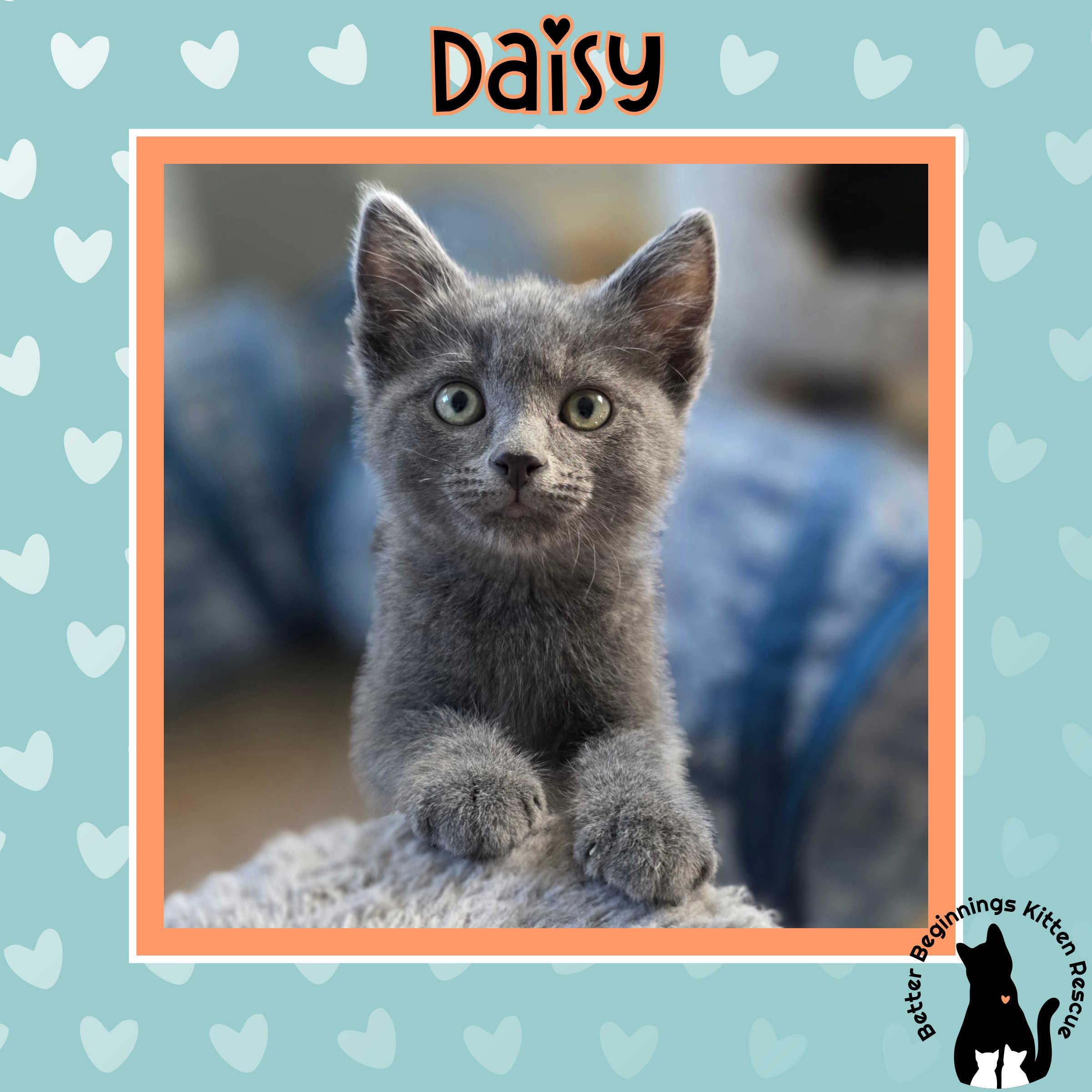 Daisy, a Adoptable mixed breed in Kamloops, BC image 4/6