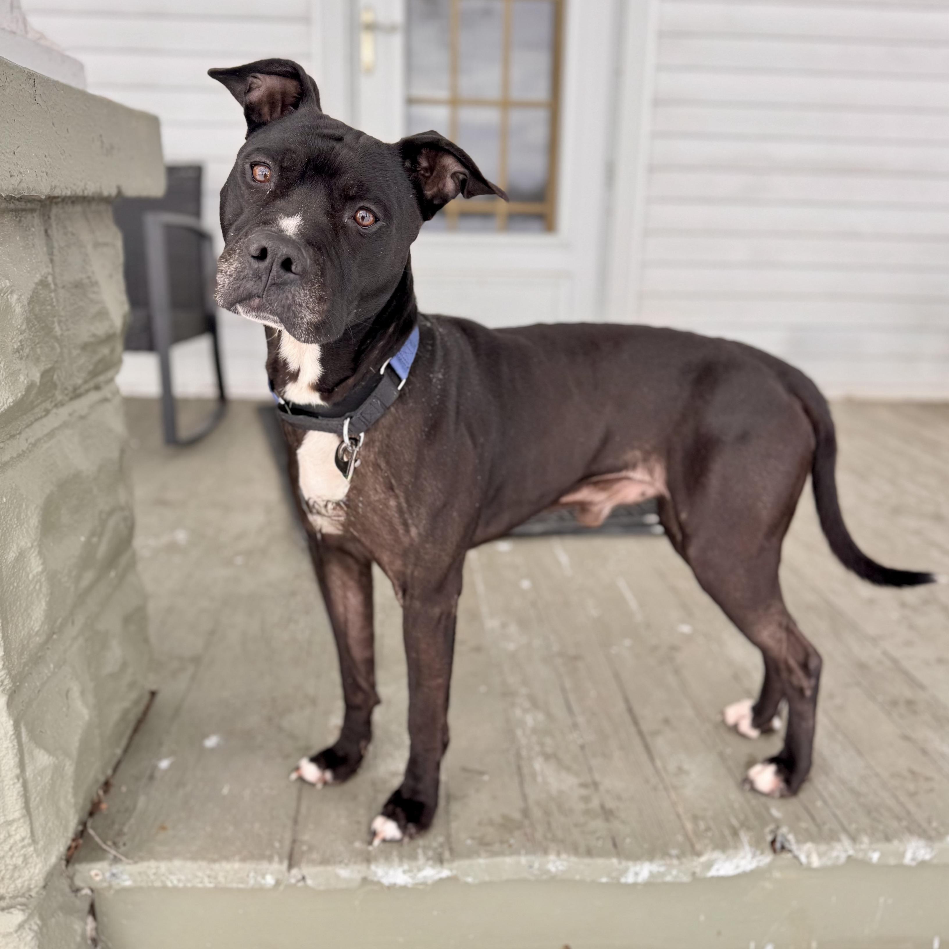 Zeus, an adoptable Mixed Breed in Midland, MI, 48641 | Photo Image 2
