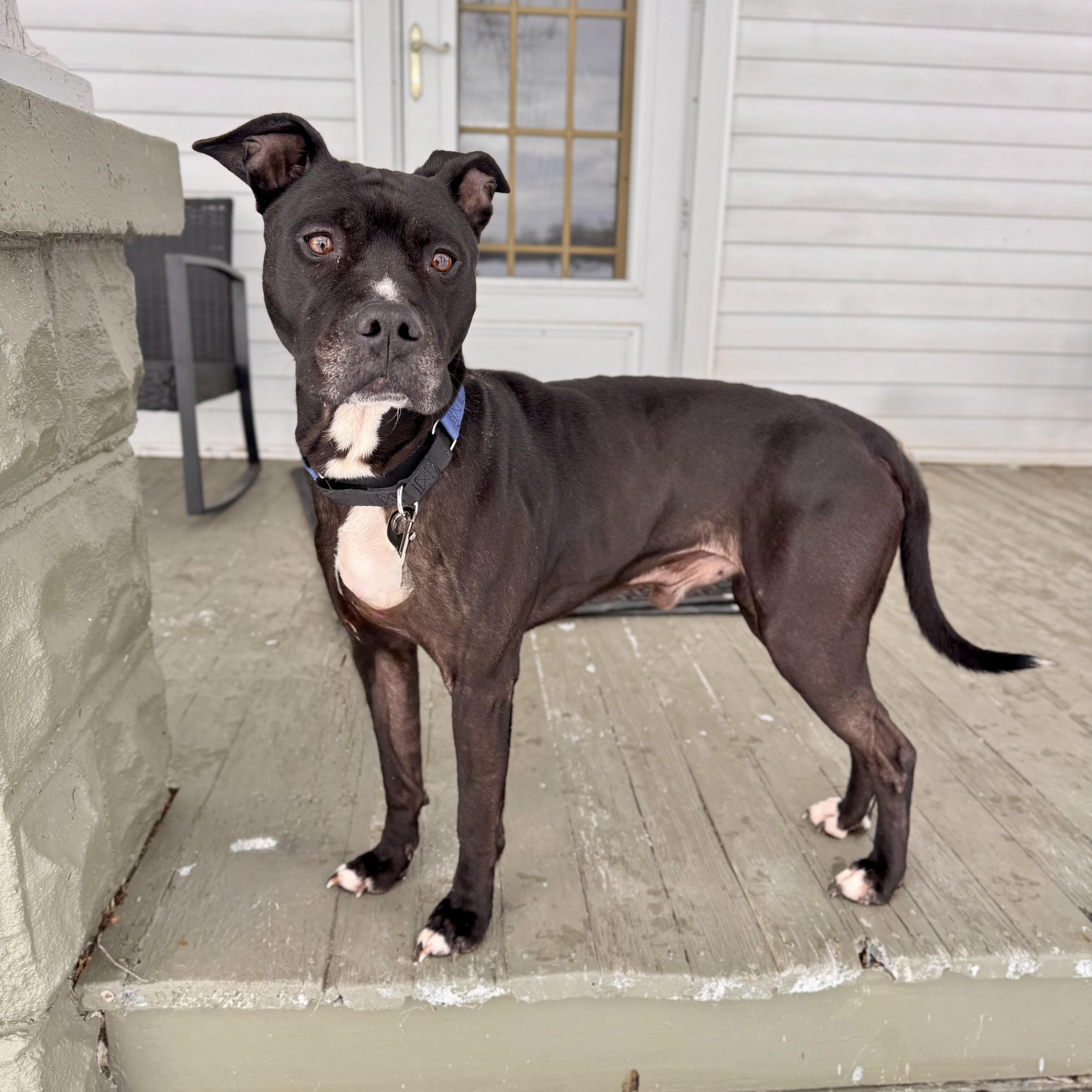 Zeus, an adoptable Mixed Breed in Midland, MI, 48641 | Photo Image 3