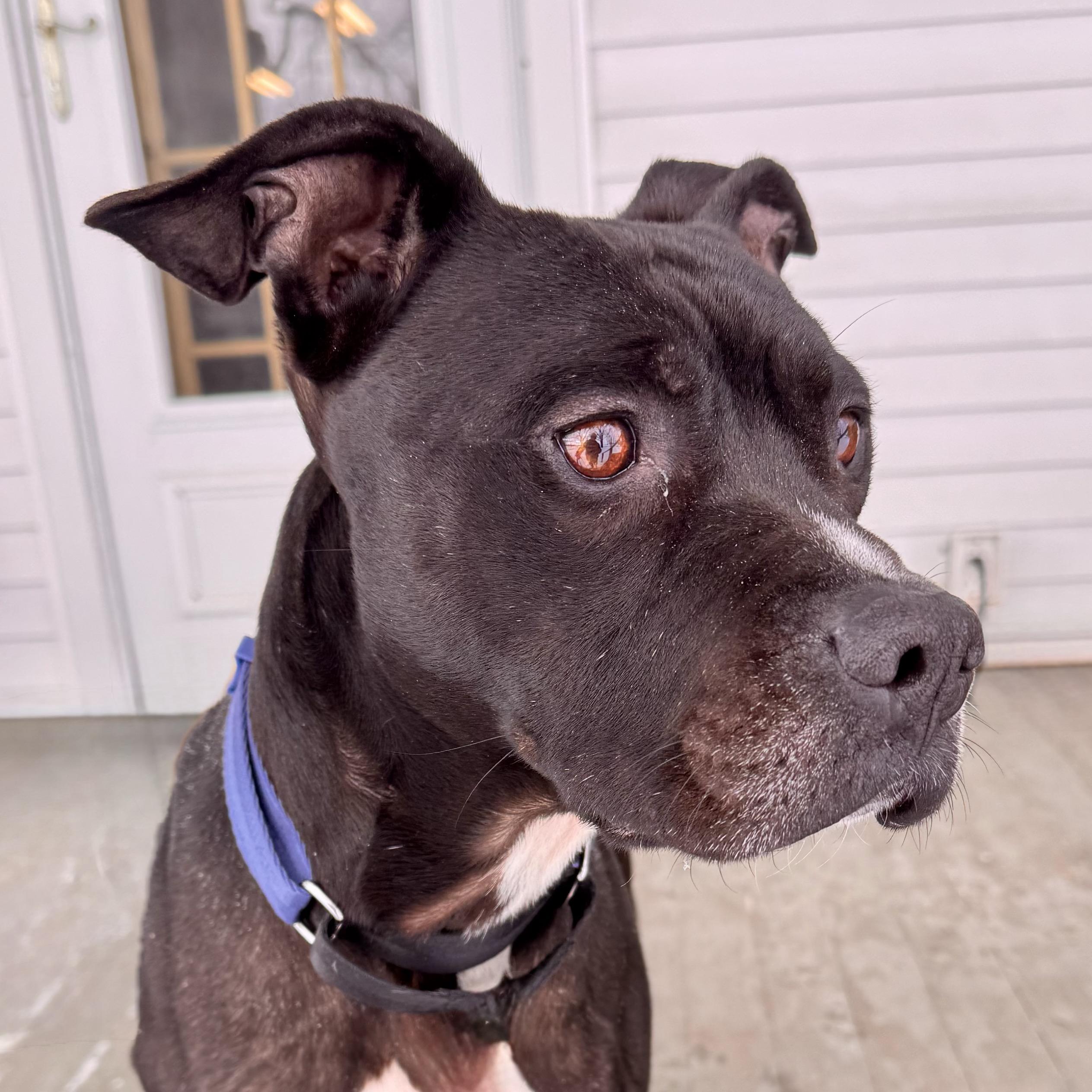 Zeus, an adoptable Mixed Breed in Midland, MI, 48641 | Photo Image 4