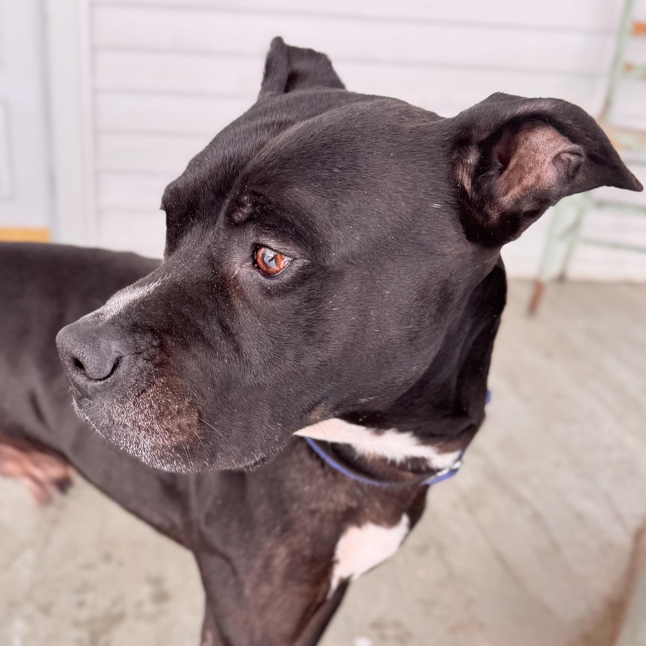 Zeus, an adoptable Mixed Breed in Midland, MI, 48641 | Photo Image 5