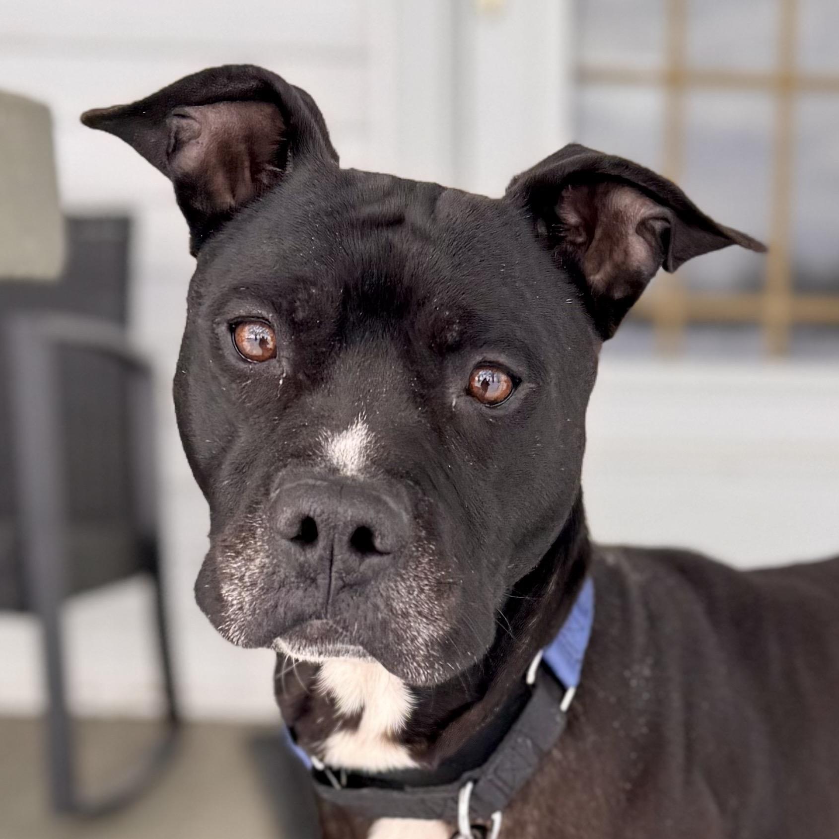 Zeus, an adoptable Mixed Breed in Midland, MI, 48641 | Photo Image 1