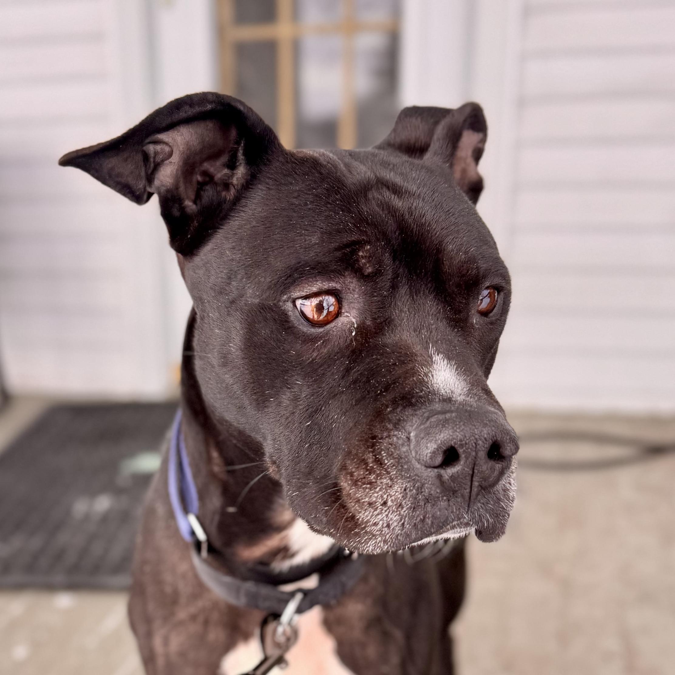 Zeus, an adoptable Mixed Breed in Midland, MI, 48641 | Photo Image 6