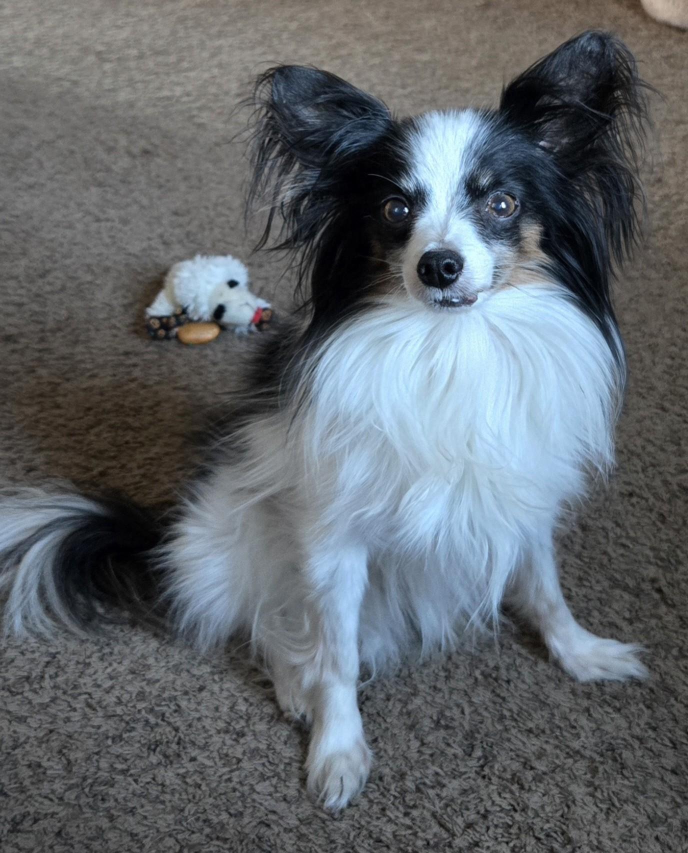 Enlarge Bruno, a ADOPTABLE Papillon in Rochester, MN image 1/4